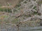 Purple Heron, Purpurhger, Ardea purpurea bournei