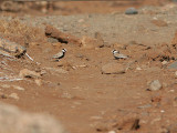 Black-Crowned Sparrow-Lark, Svartkronad finklärka, Eremopterix nigriceps