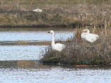 Tundra Swan, Mindre sångsvan, Cygnus columbianus