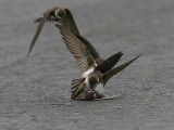 Sand Martin, Backsvala, Riparia riparia