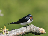 Barn Swallow, Ladusvala, Hirundo rustica