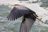 Heron