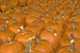 Pumpkins