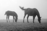 Horses in Fog