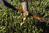 Nest Robber