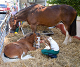 Mare, Foal & Minder