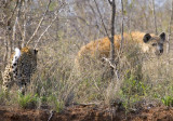 Leopard Hyena Confrontation 2