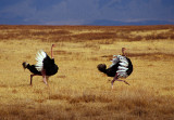 Ostrich Dance