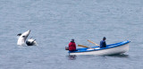 Bottlenose Dolphins