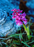 Purple Orchid - Orchis mascula
