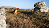 Burren Rocks