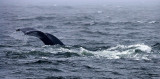 Humpback Whale