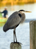 Blue Heron Perched