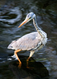 Grey Heron Hunting