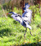 Grey Heron Landing