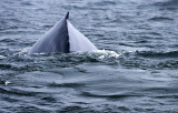 Humpback Whale