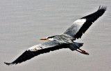 Grey Heron in flight