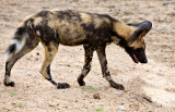 Wild Dog Pup