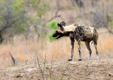 Wild Dog