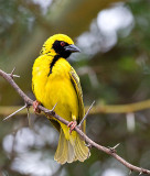 Village Weaver