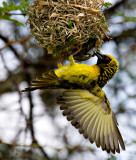 Village Weaver