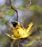 Village Weaver