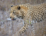 Male Leopard Hunting 2