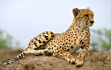 Male Cheetah