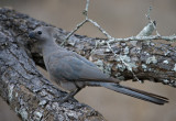 Grey Lourie (Go-away bird)