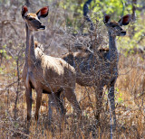 Kudu Cows on Leopard Alert