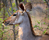 Kudu Cow