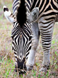 Burchells Zebra Mare