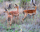 Impala Ewes