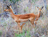 Impala Ewe + Young