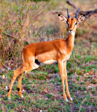 Impala Ram Juvenile