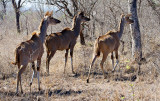 Kudu Cows watching a Leopard