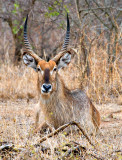 Waterbuck Adult Male