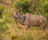 Kudu Bull