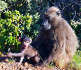 Chacma Baboon Mother + Baby