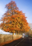 Autumn Fog