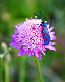 Six Spot Burnet Moth