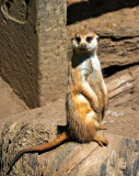 Meercat