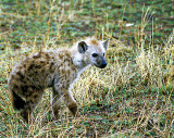 Spotted Hyena Juvenile