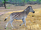 Burchells Zebra