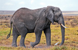 Elephant + Egret