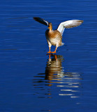 Mallard Touchdown