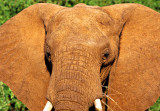 Samburu Elephant