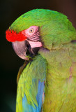 Buffons Macaw