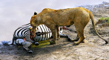 Lioness Feeding 4
