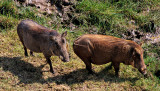 Warthogs